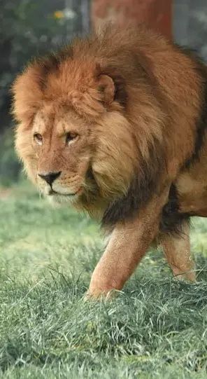 The Lion