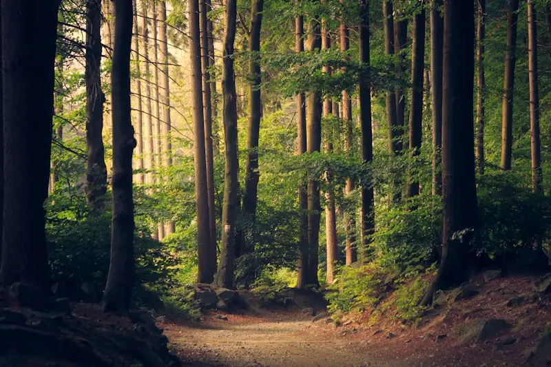 Rest in Forest